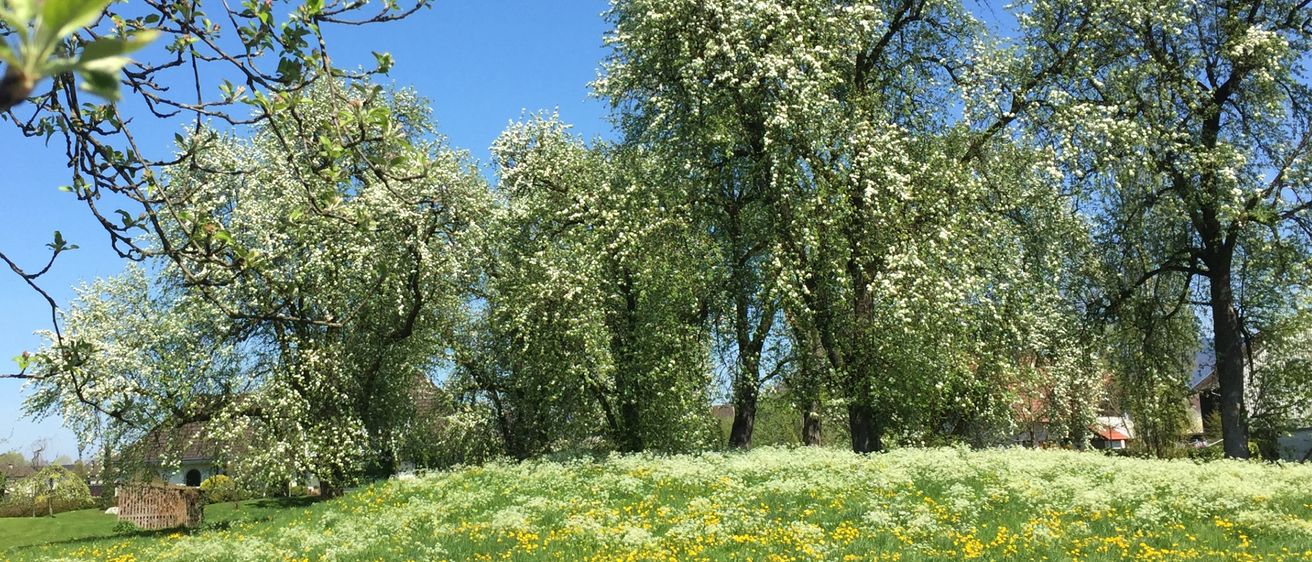 Ein üppiges grünes Feld mit gelben Blumen, umgeben von Apfelbäumen und anderer Vegetation unter einem klaren blauen Himmel.