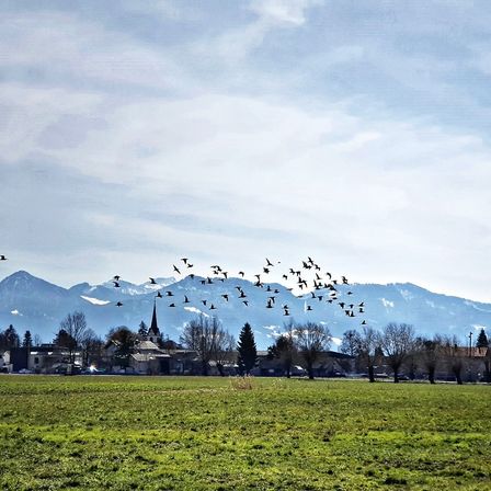 Bild enthält, Grass, Nature, Outdoors, Park, Landscape, Scenery, Field, Grassland, Mountain Range, Flock