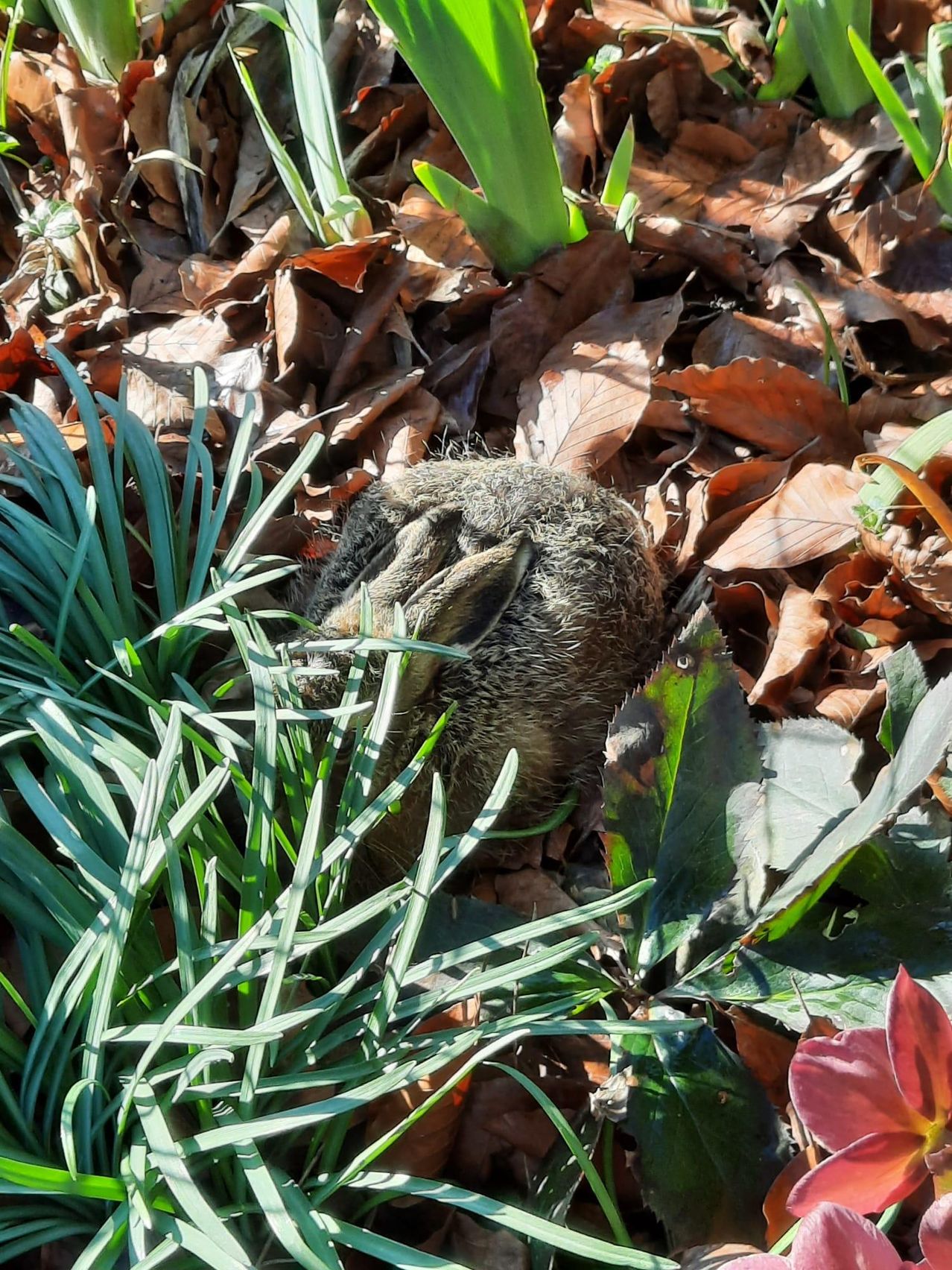 Ein kleines braunes Tier liegt in einem Garten, bedeckt von Blättern. Der Garten hat grünes Gras und einige rote und grüne Blätter.