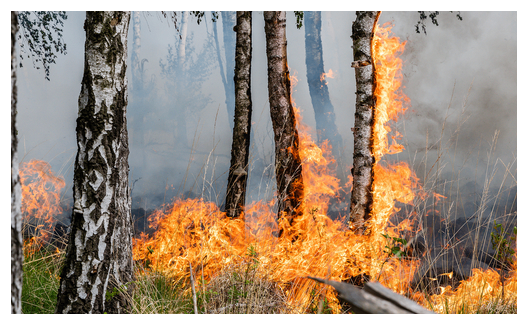 Ein Waldbrand brennt durch einen dichten Bestand von Birkenbäumen, wobei die Flammen die Stämme erreichen.