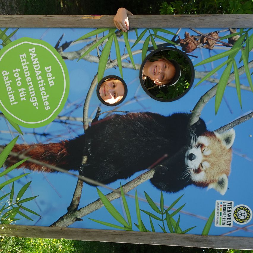 Ein Plakat zeigt einen Roten Panda auf einem Ast mit einem Spiegelbild von zwei Kindergesichtern in zwei Löchern im Bild. Das Poster hat den Text 'PANDAS' und 'Dein Foto für die Aufnahmen'. Unten rechts befinden sich Logos.