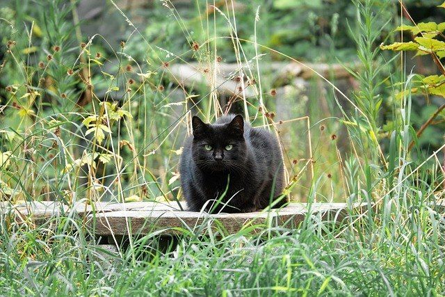 Eine schwarze Katze sitzt auf einer Steinbank in einem Garten. Die Katze hat grüne Augen und ist von hohem Gras umgeben.