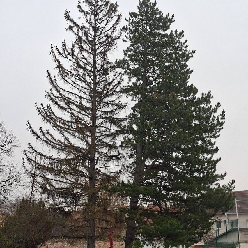 Ein hoher Kiefernbaum mit spärlichem Laub steht neben einem gesunden Kiefernbaum. Sie befinden sich in einer parkähnlichen Umgebung mit einem Gebäude im Hintergrund.