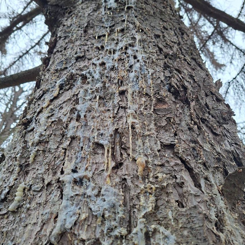 Eine Nahaufnahme eines Baumstamms mit rauer Rinde und harzartigen Substanzen, die heruntertropfen. Der Baum scheint alt zu sein, mit mehreren Löchern und rauen Stellen.