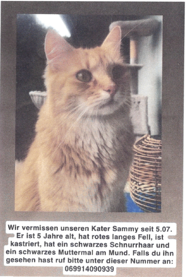 A photo of a cat with a caption in German. The cat is orange with long fur, has a black mustache, and is looking directly at the camera. The caption reads, 'We have been missing our cat Sammy since 05/07. He is 5 years old, has long red fur, is neutered, has a black mustache, and a black spot on his mouth. If you see him, please contact us.'