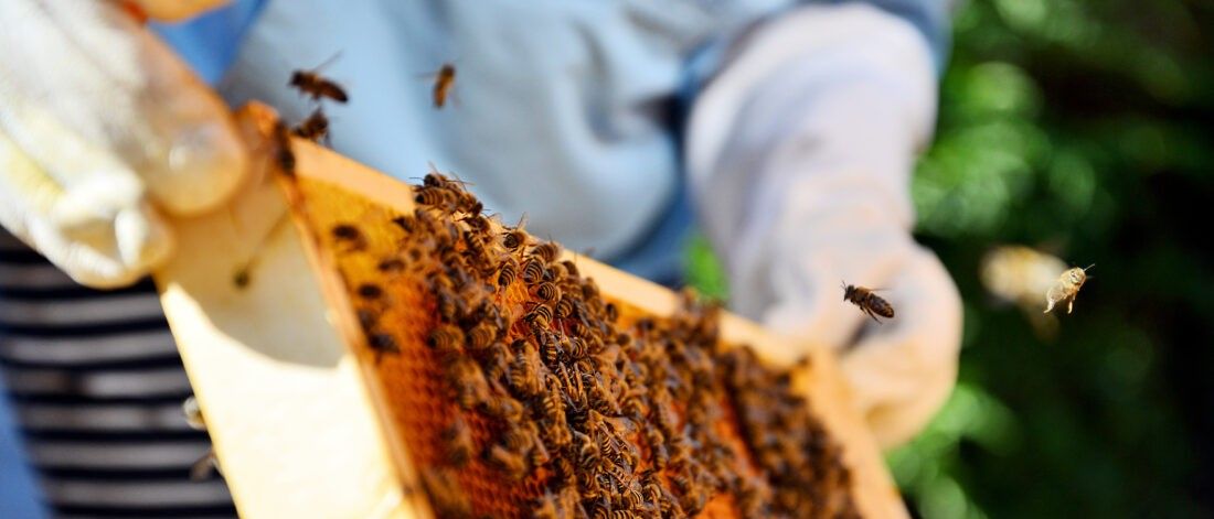 Ein Imker untersucht einen Bienenstock voller Bienen an einem sonnigen Tag. Der Imker trägt einen Schutzanzug.