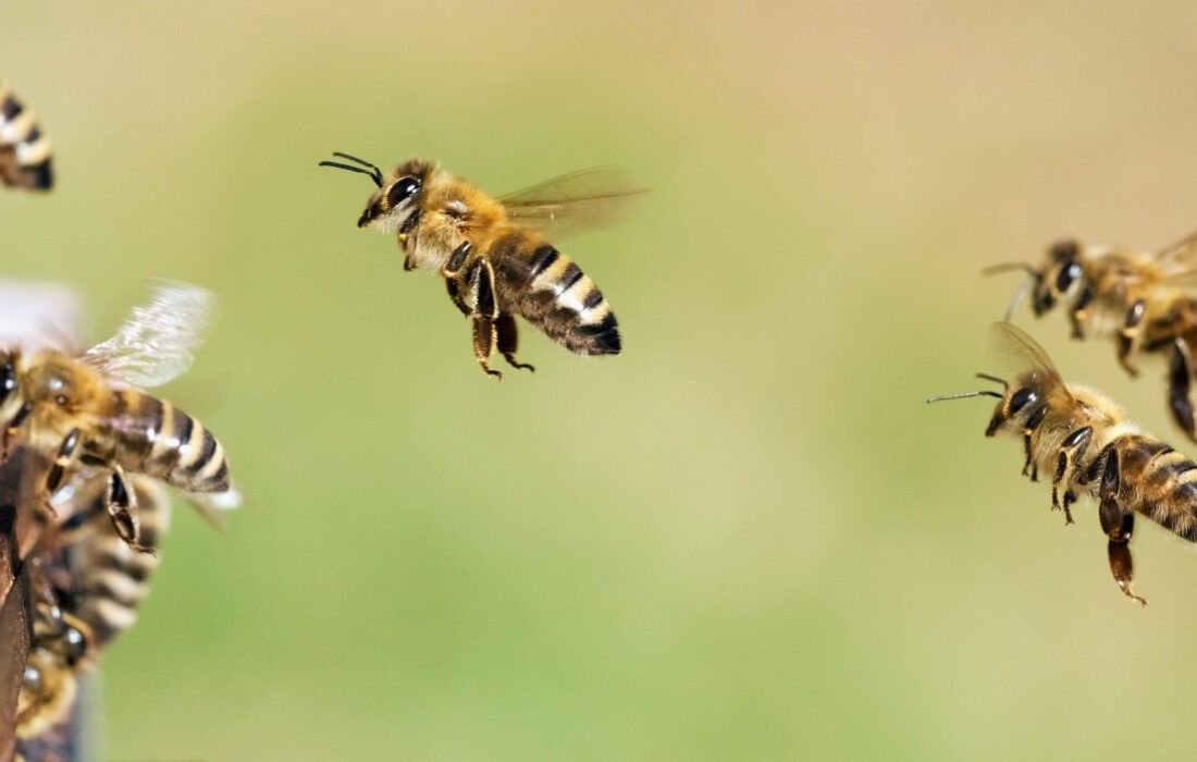 Eine Biene im Flug mit ausgebreiteten Flügeln, aufgenommen vor einem verschwommenen grünen Hintergrund.