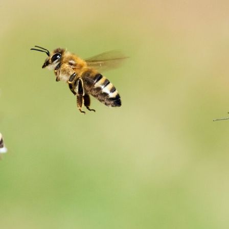 Eine Biene im Flug mit ausgebreiteten Flügeln, aufgenommen vor einem verschwommenen grünen Hintergrund.