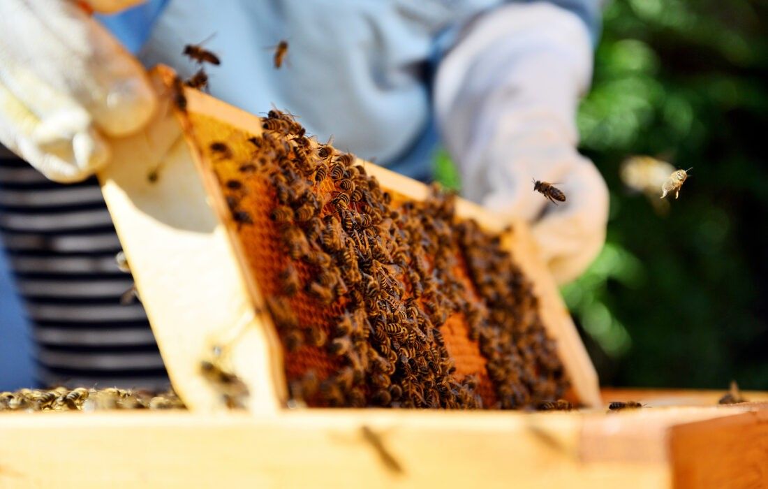 Ein Imker hält einen hölzernen Rahmen mit Bienen auf einem Bienenwaben. Der Imker trägt einen Schutzanzug und Handschuhe.