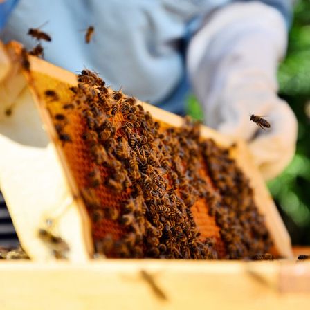 Ein Imker hält einen hölzernen Rahmen mit Bienen auf einem Bienenwaben. Der Imker trägt einen Schutzanzug und Handschuhe.