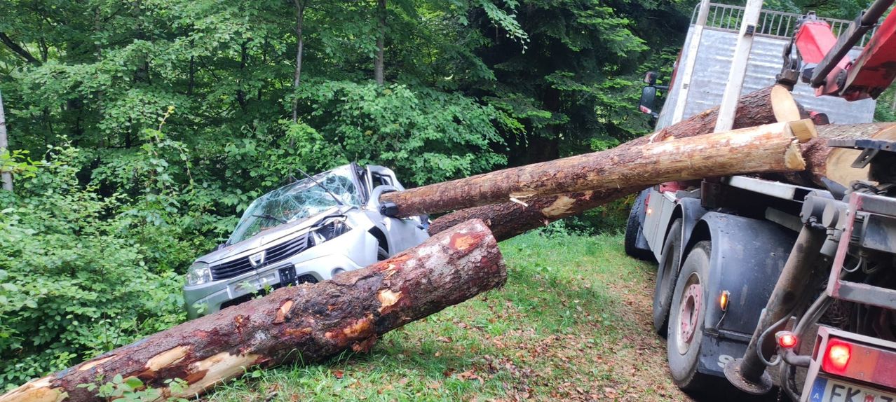 A white car with a damaged front is pinned under a fallen tree in a forest. The tree trunk is resting on the car's side, and the vehicle is on the grass.