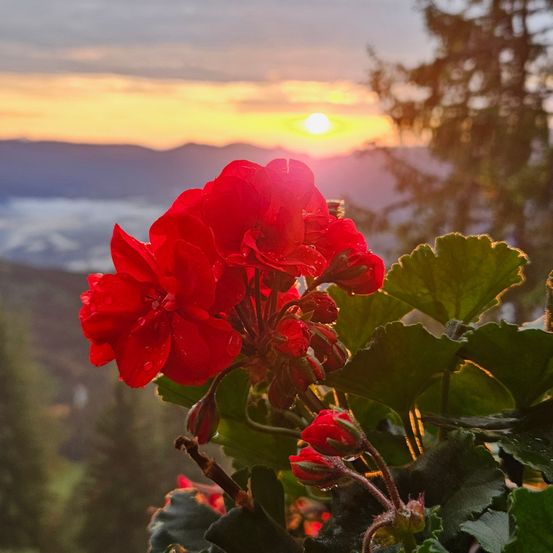 Ein leuchtend rotes Geranium in voller Blüte, umgeben von üppigen grünen Blättern, fängt einen Sonnenuntergang mit warmen, goldenen Tönen über einer bergigen Landschaft ein.