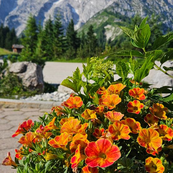 Berglandschaft mit orangen und gelben Blumen im Vordergrund. Grüne Bäume und ein kleines Haus im Hintergrund.