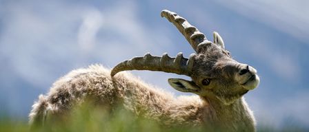 Bild enthält, Animal, Antelope, Mammal, Wildlife, Livestock, Goat