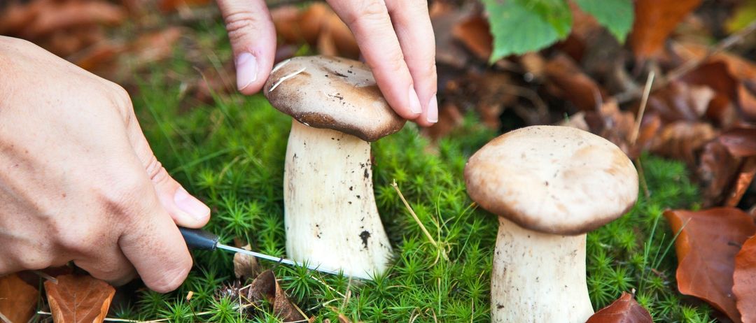 Bild enthält, Fungus, Plant, Agaric, Mushroom