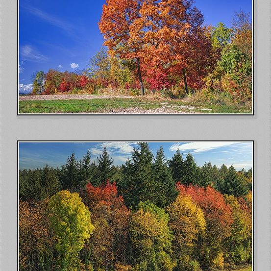 Tree, Art, Collage, Vegetation, Fir, Maple, Land, Woodland, Scenery, Grove