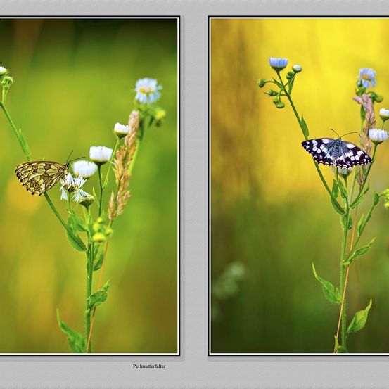 Art, Collage, Plant, Animal, Butterfly, Insect, Invertebrate, Flower