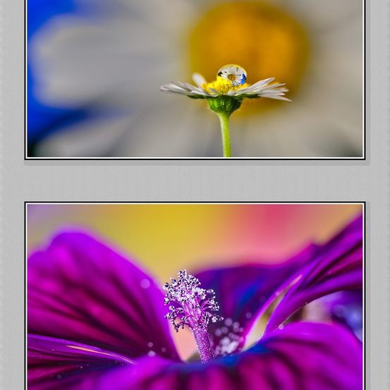 Pollen, Collage, Flower, Geranium, Daisy, Purple, Petal, Anemone, Person, Anther