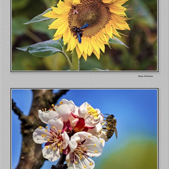 Art, Collage, Pollen, Flower, Petal, Apidae, Bee, Sunflower, Honey Bee, Wasp