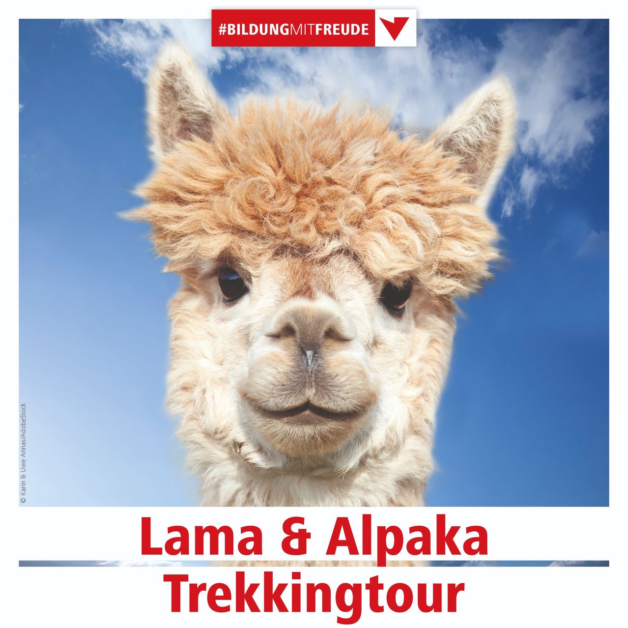 Ein Bild zeigt ein Nahaufnahme des Gesichts eines Alpakas vor blauem Himmel. Der Text lautet 'Lama & Alpaka Trekkingtour'.