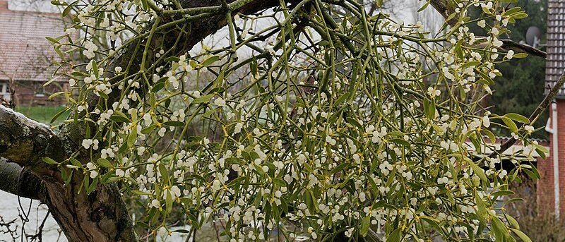 Eine Winterszene mit einem Mistelzweig mit weißen Beeren, vor dem Hintergrund eines Hauses und schneebedecktem Boden.