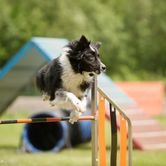 Bild enthält, Grass, Play Area, Animal, Canine, Dog, Mammal, Pet, Collie, Outdoor Play Area, Outdoors