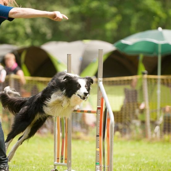 Bild enthält, Outdoors, Shelter, Pants, Grass, Jeans, Dog, Person, Child, Female, Girl
