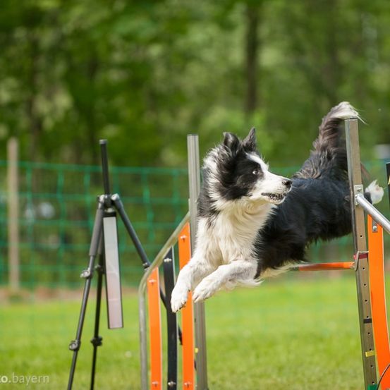 Bild enthält, Tripod, Animal, Canine, Dog, Mammal, Pet, Grass, Plant, Play Area, Outdoors
