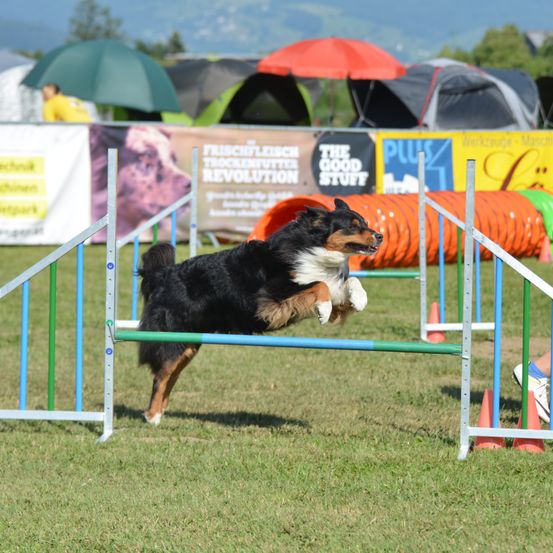 Bild enthält, Boy, Child, Male, Person, Canine, Dog, Shoe, Grass, Shorts, Outdoors