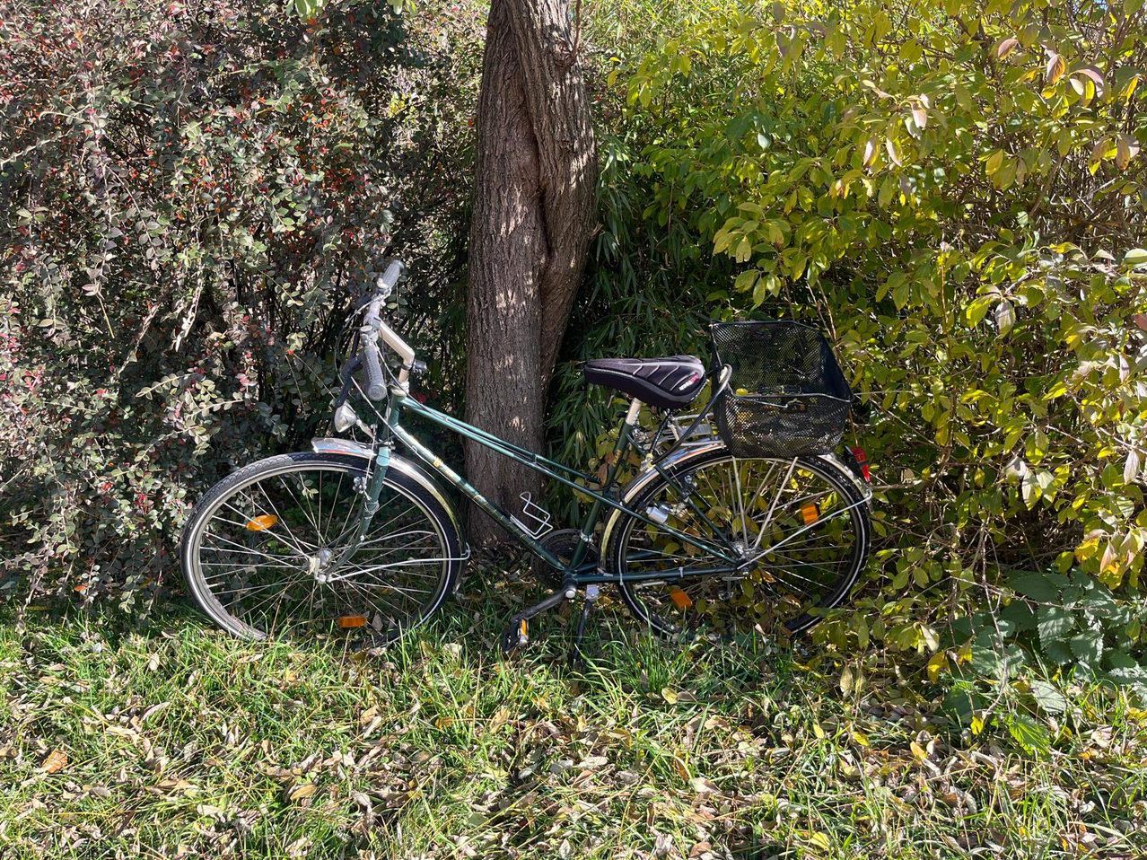 Ein grünes Fahrrad mit Korb steht in einem Grasfeld und Buschwerk neben einem Baumstamm.