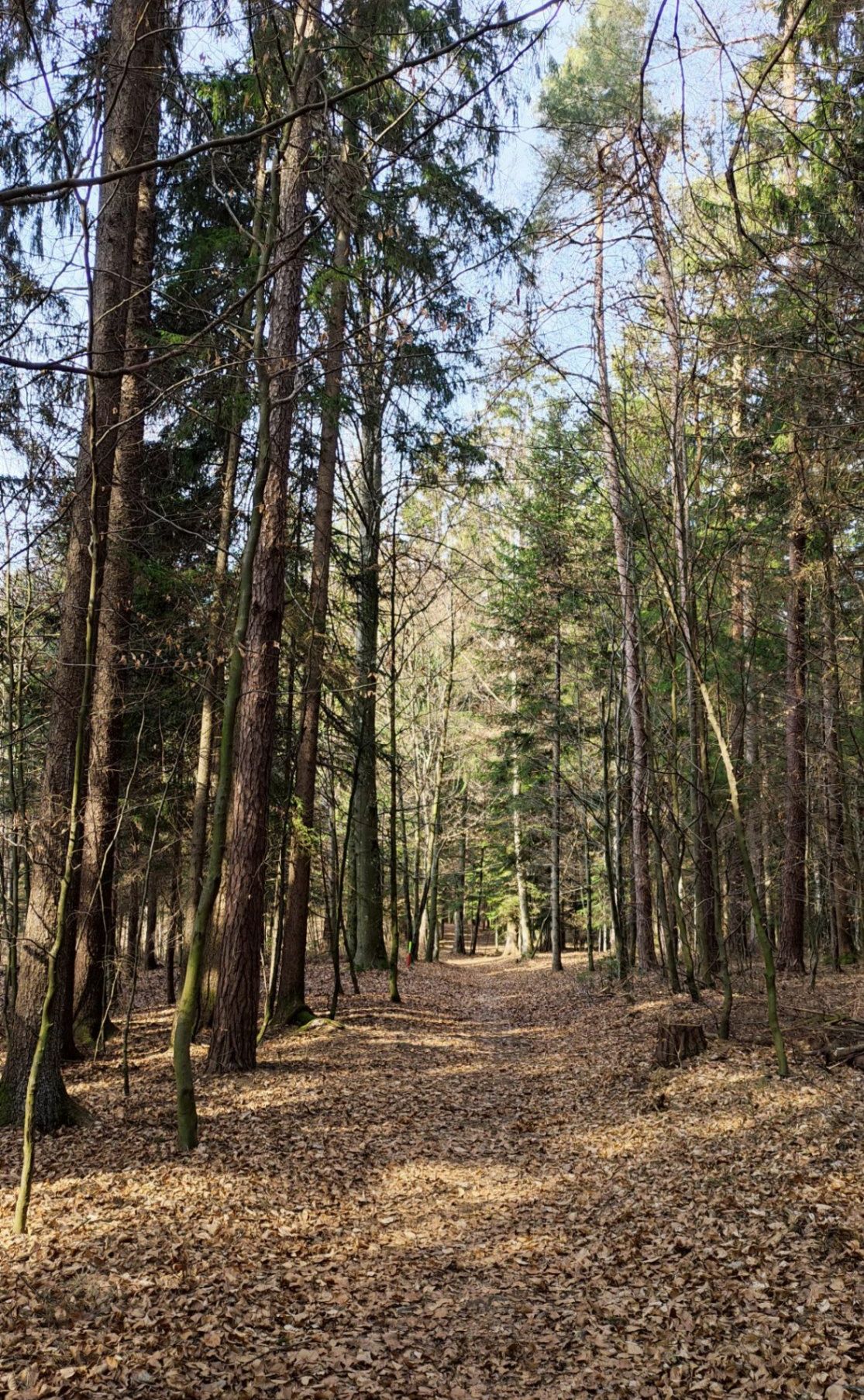Ein dichter Wald mit hohen Bäumen und einem schmalen Pfad, bedeckt mit gefallenen Blättern. Sonnenlicht filtert durch die Äste.