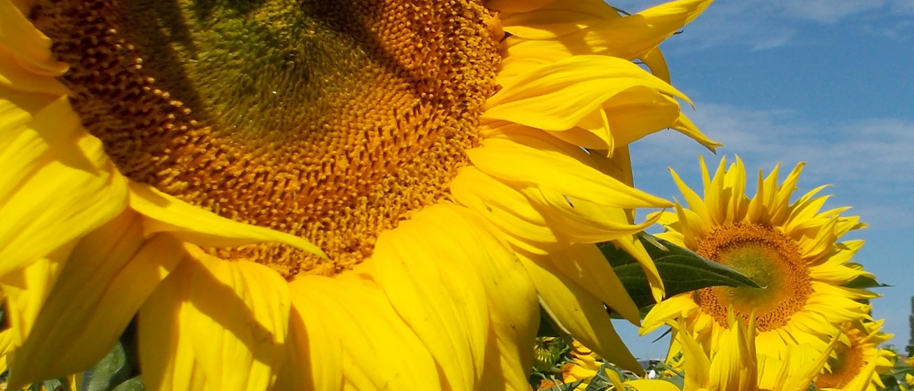 Bild enthält, Flower, Plant, Sunflower