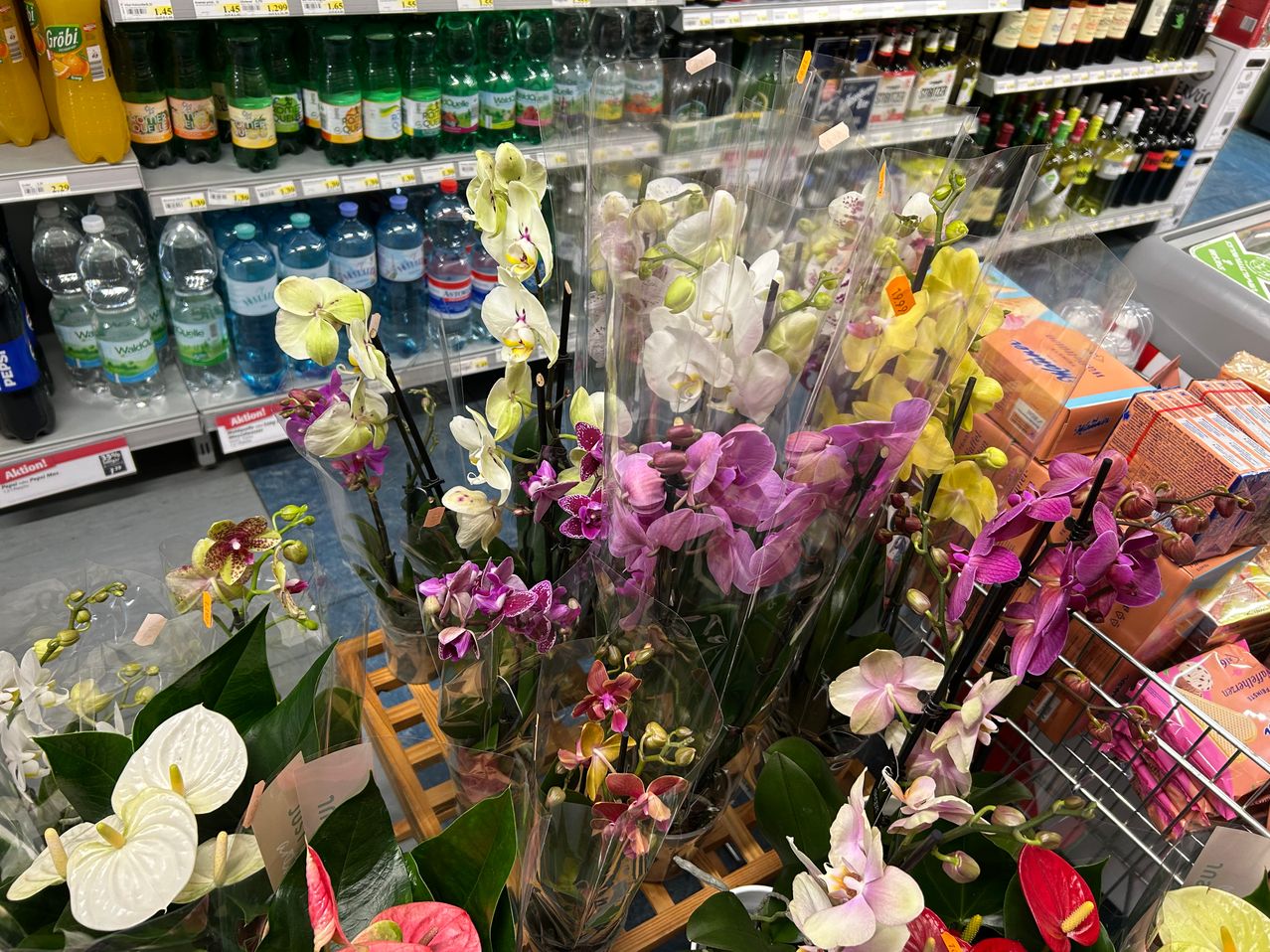 Eine Ausstellung verschiedener Orchideen in einem Lebensmittelgeschäft. Die Orchideen sind in durchsichtigen Plastikbehältern, einige davon mit einer Mischung aus grünen, gelben und lila Blüten. Im Hintergrund befinden sich Regale mit abgefülltem Wasser und anderen Artikeln.