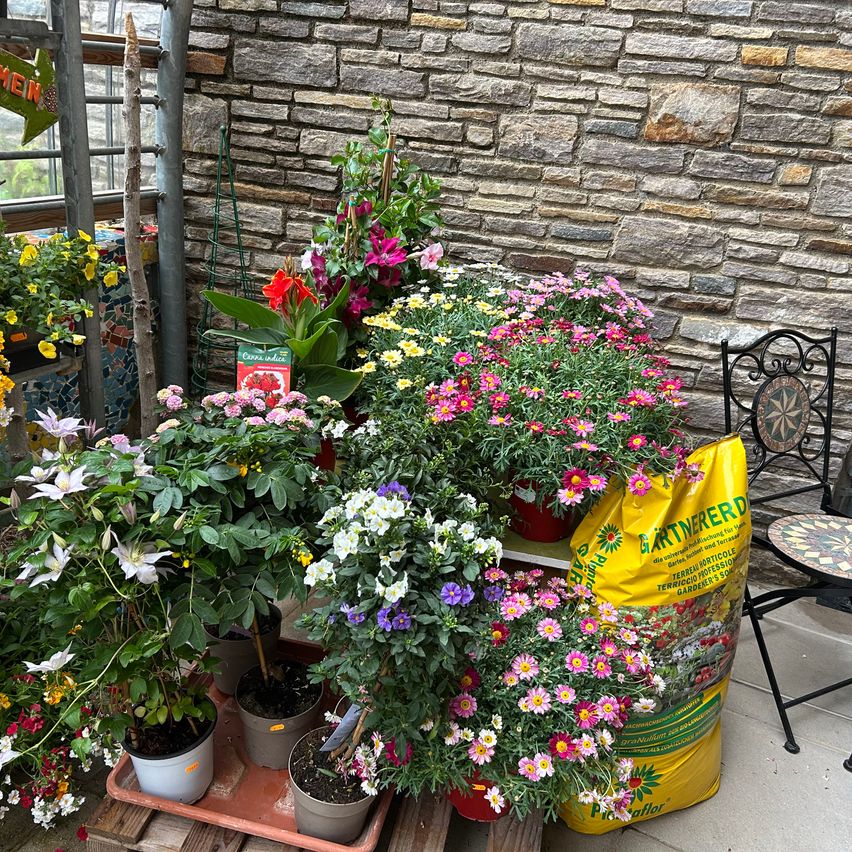 Eine Sammlung von Topfpflanzen und Blumen auf einem Holzpalette, mit einem gelben Beutel Erde und einer Ziegelmauer im Hintergrund.