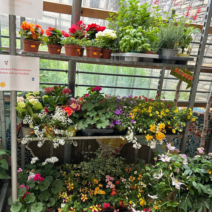 Verschiedene Topfpflanzen und Blumen sind auf einem Metallregal in einem Gewächshaus angeordnet, mit einem Schild auf der Vorderseite, das 'Blumen' lautet.