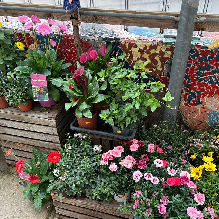 Eine Auswahl an Topfpflanzen und Blumen, darunter rosa Nelken, rote Gerbera und andere Blumen, sind auf Holzkisten und einem Regal angeordnet.