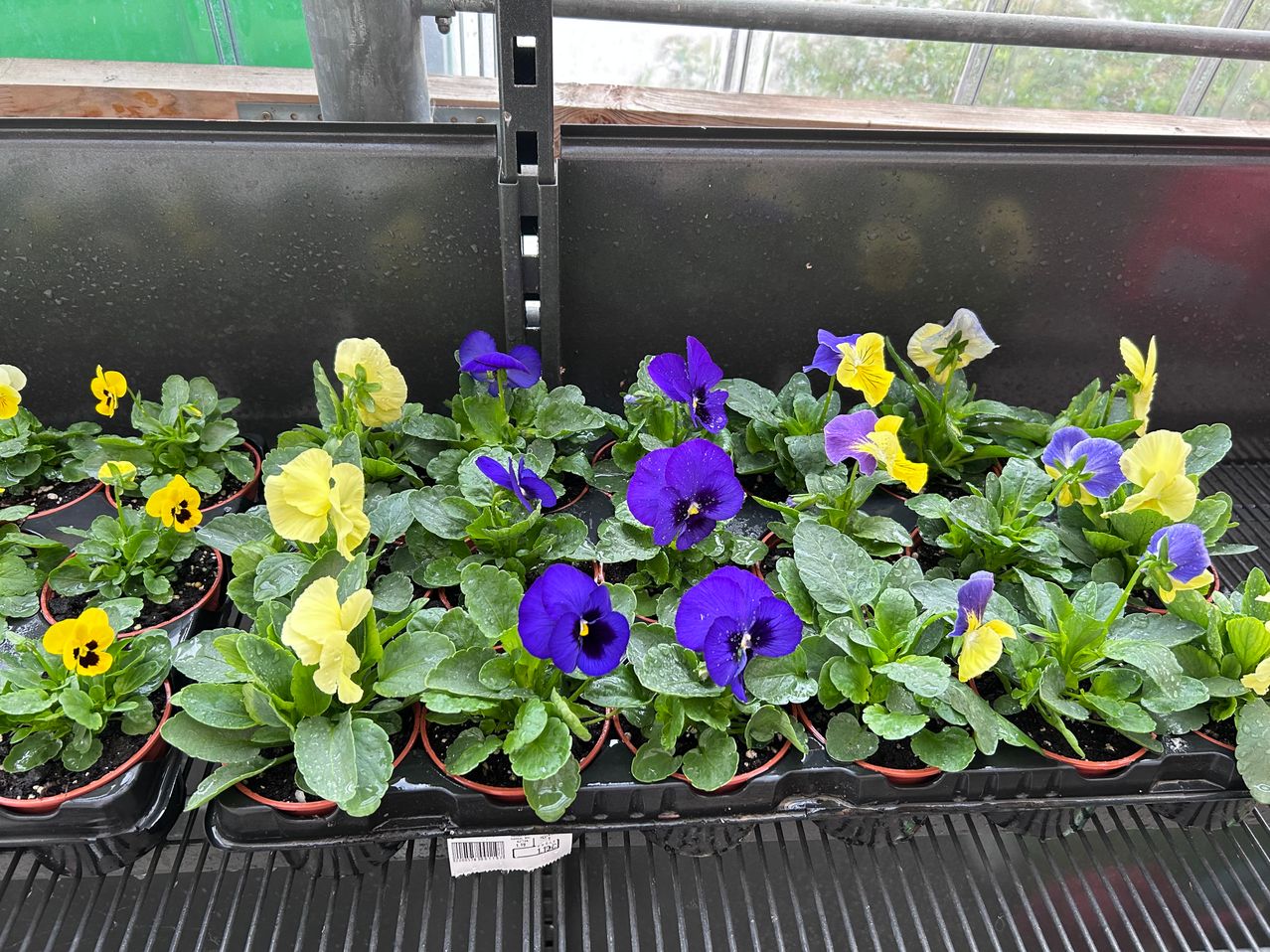 A collection of potted pansies with blue and yellow flowers on a black tray in a greenhouse.