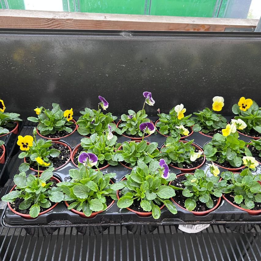 A tray of potted pansies with vibrant purple and yellow flowers displayed on a black surface.