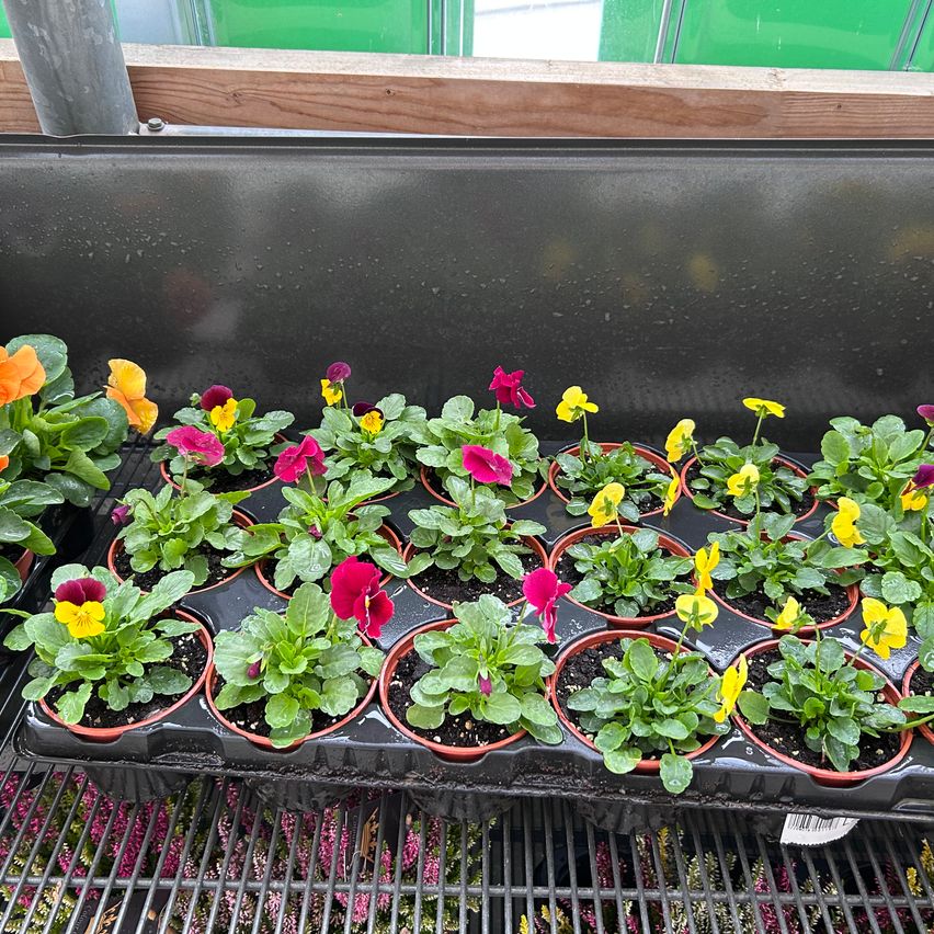 A tray filled with small potted plants, including pink, yellow, and purple flowers, arranged in a greenhouse.