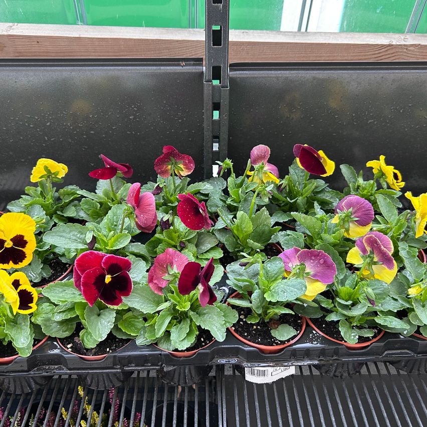 A row of potted pansies in various colors, including red, purple, and yellow, displayed on a black tray in a greenhouse.