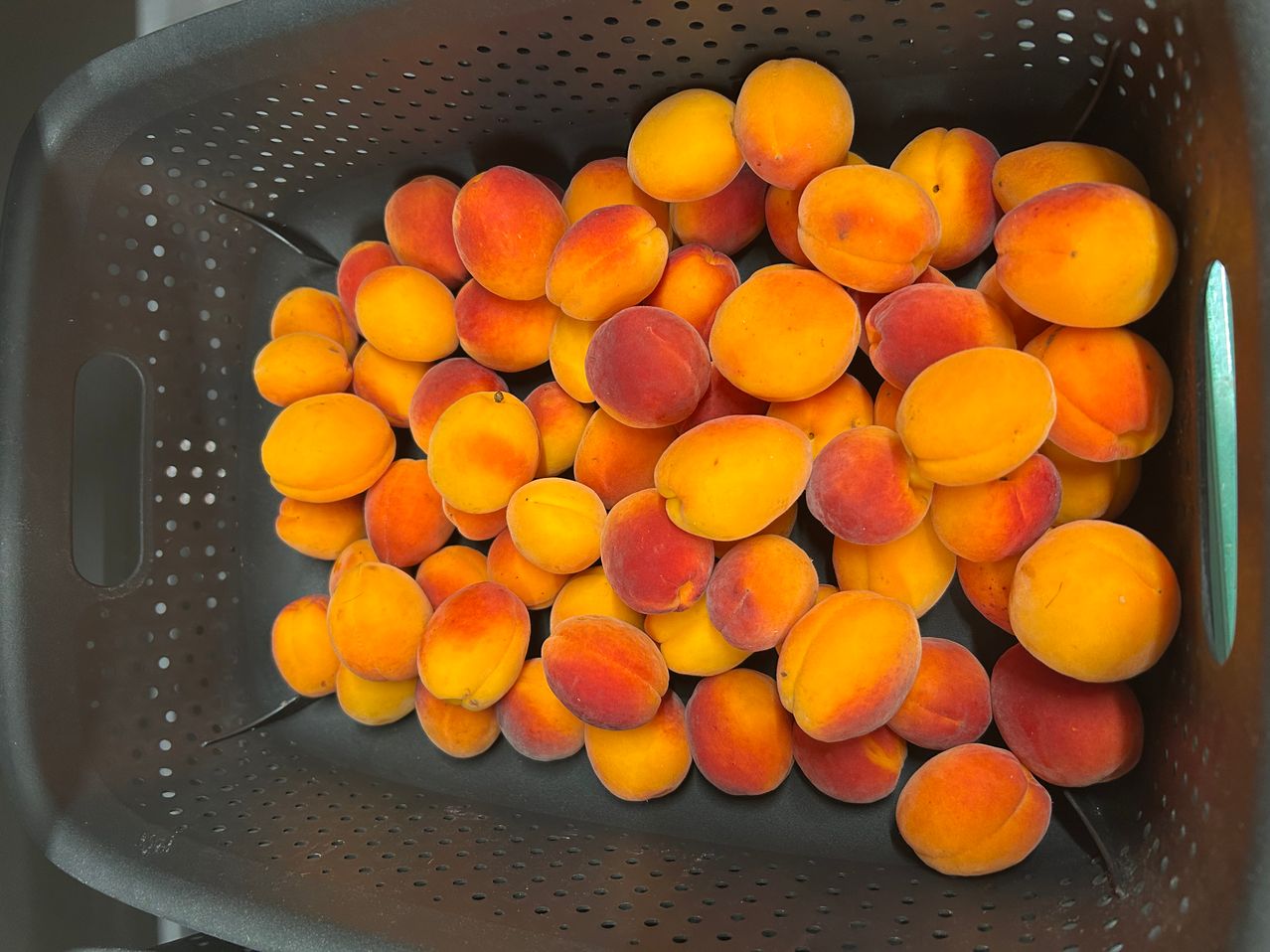 A colander filled with fresh apricots, showcasing their vibrant orange and red hues and slightly fuzzy skins.