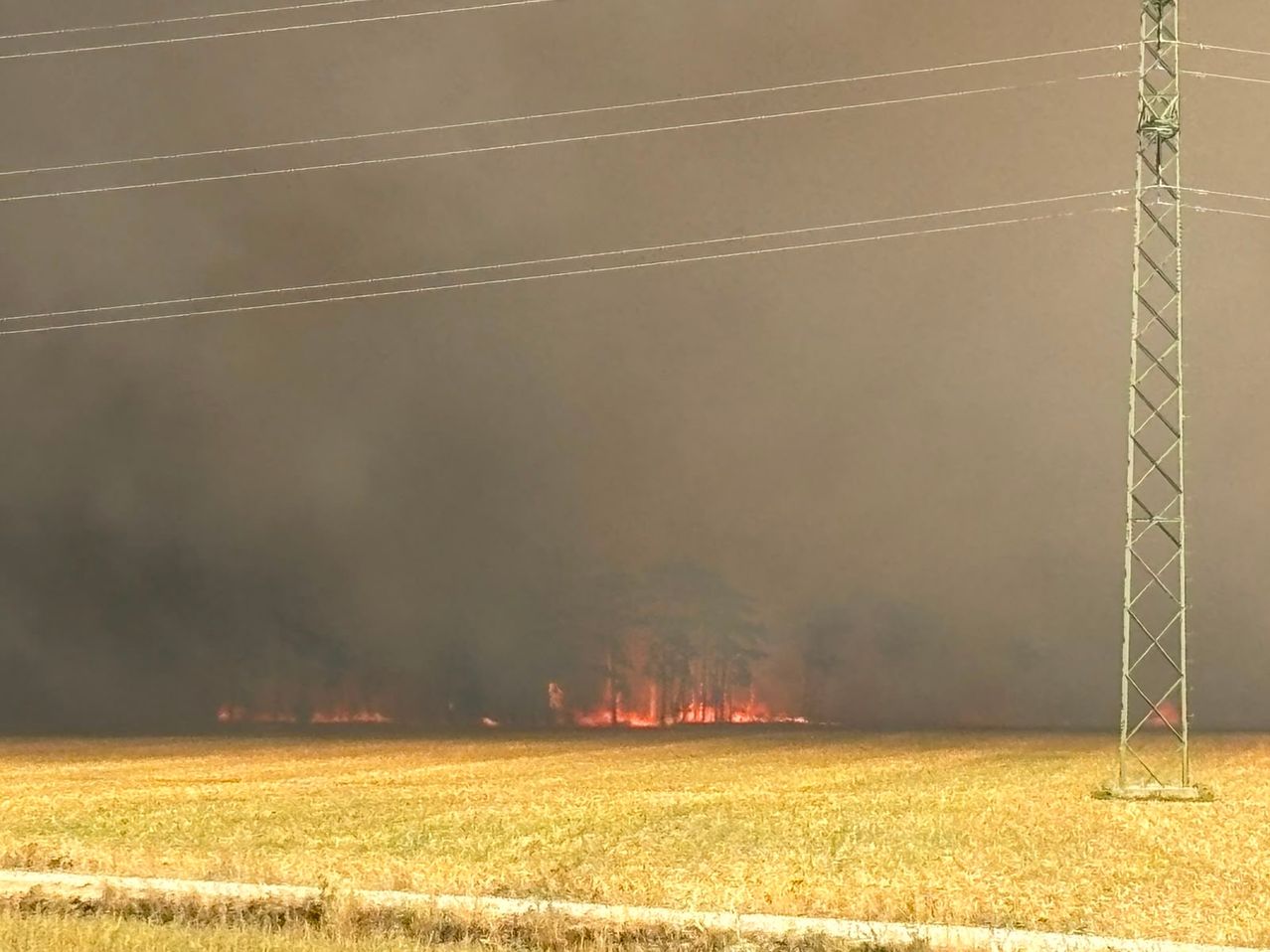 Ein Waldbrand brennt durch ein Feld, mit Bäumen in Flammen und Rauch, der in den Himmel aufsteigt. Stromleitungen erstrecken sich über die Spitze des Bildes.