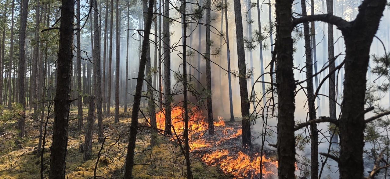 A forest fire burns through a dense pine forest, with flames reaching up to the trees and smoke billowing into the air.