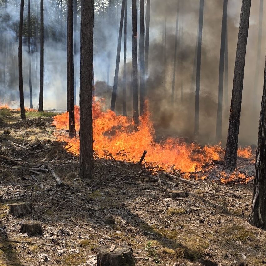 A forest fire burns through a dense woodland, with flames consuming underbrush and trees, surrounded by smoke.