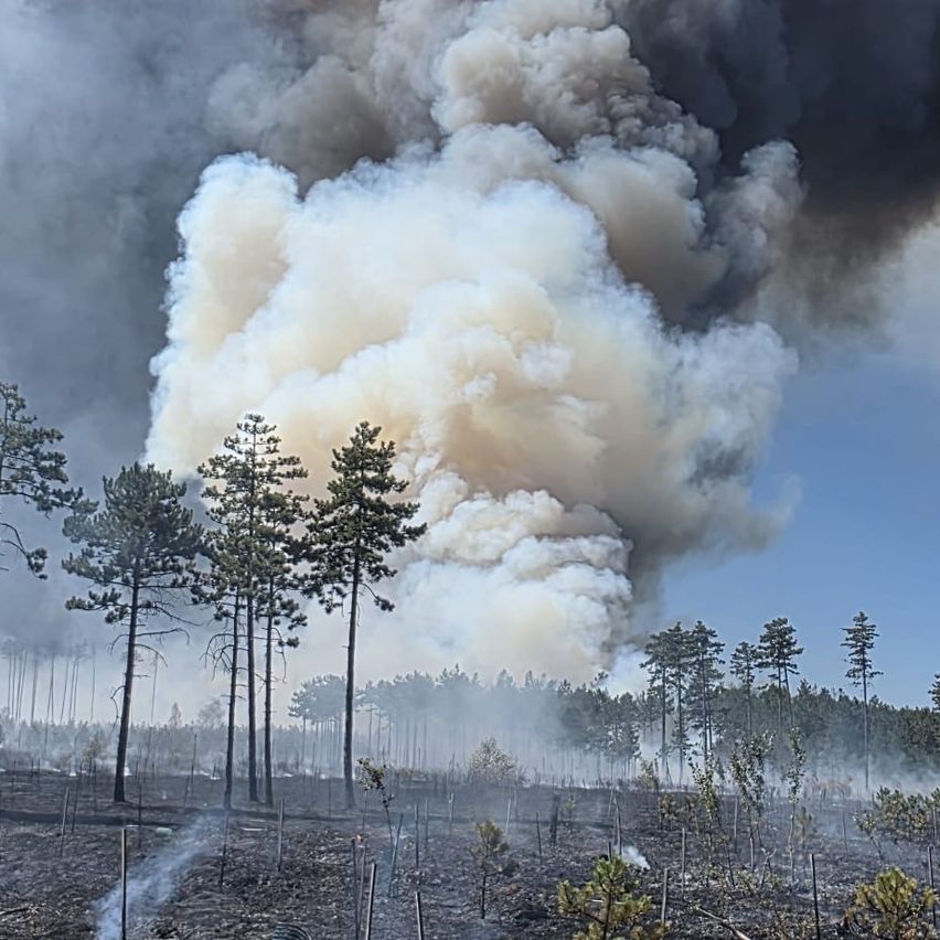 A large wildfire burns through a forest, producing thick smoke that obscures the sky. Trees are charred and smoldering.