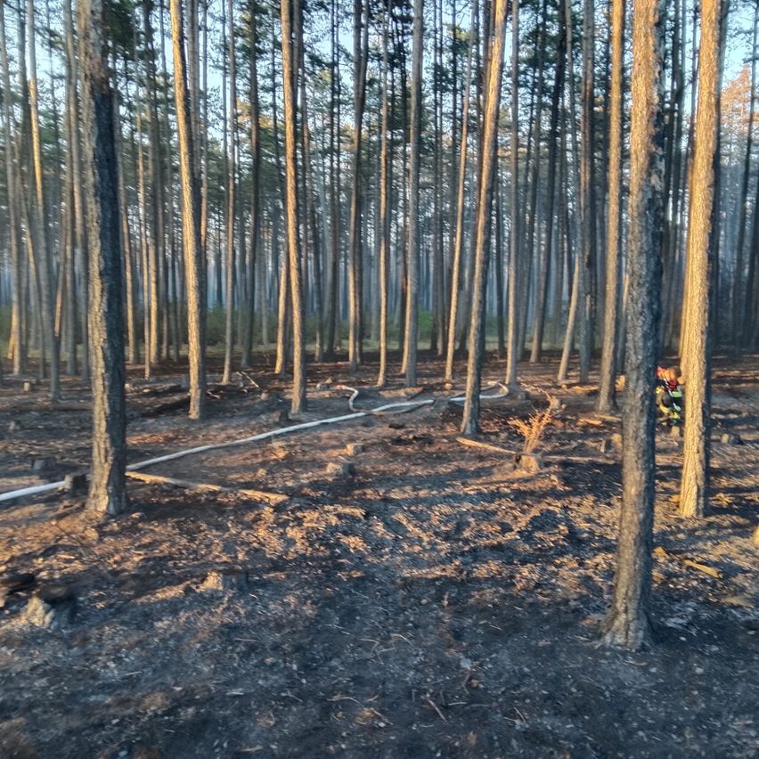 A forest with many trees, some of which are burned, and a person in a red jacket is standing near a hose on the ground.
