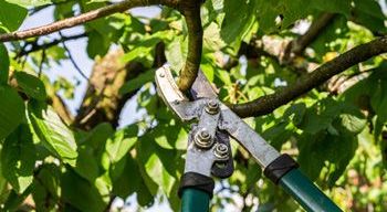 Bild enthält, Vegetation, Leaf, Nature, Outdoors, Rainforest, Tree, Garden, Mace Club, Gardening, Oak
