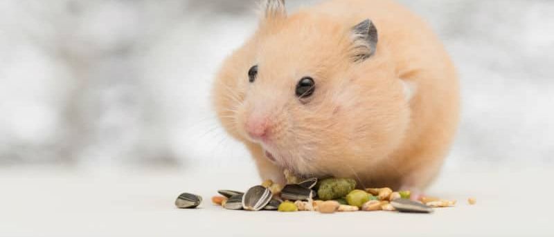 Bild enthält, Animal, Mammal, Rat, Rodent, Pet, Hamster