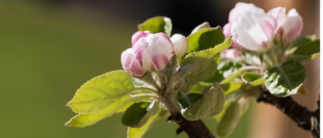 Bild enthält, Flower, Geranium, Plant, Petal, Leaf, Bud, Rose, Acanthaceae, Anemone, Outdoors