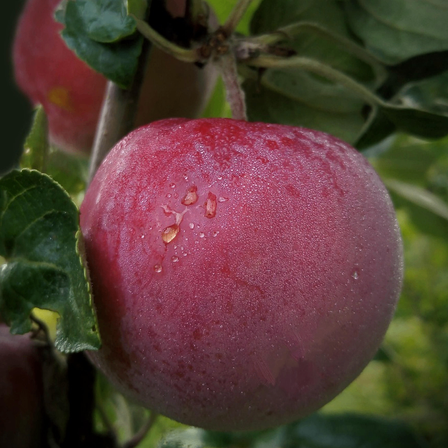 Bild enthält, Food, Fruit, Plant, Produce, Plum, Apple